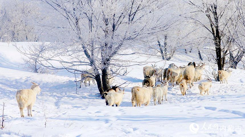 雪景如畫。蔣希武攝