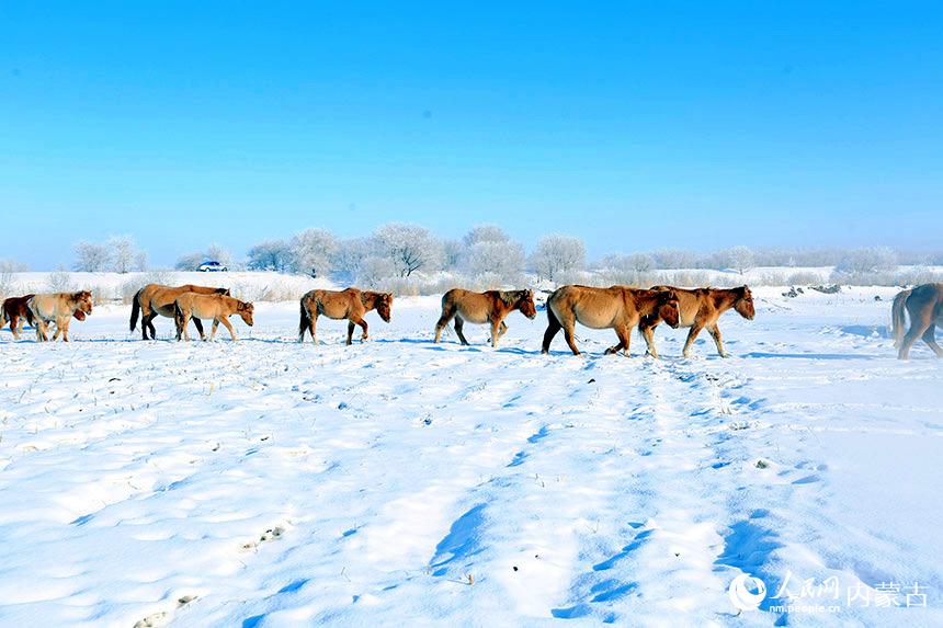 雪景如畫。蔣希武攝