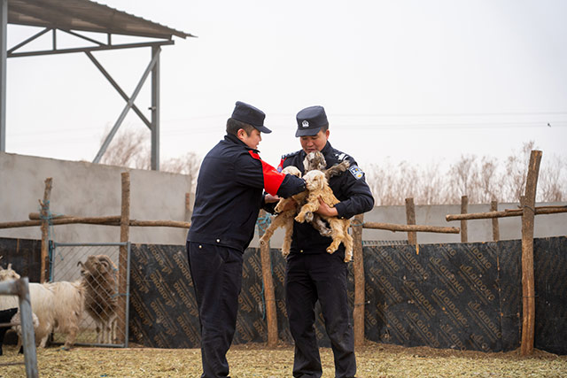 民警抱著剛出生的羊羔。