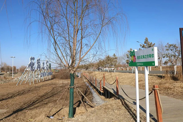 大黑河郊野花帶——花海之約段樹(shù)木栽種完成
