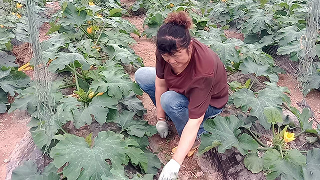 脫貧戶張桂娥在大棚里除草。