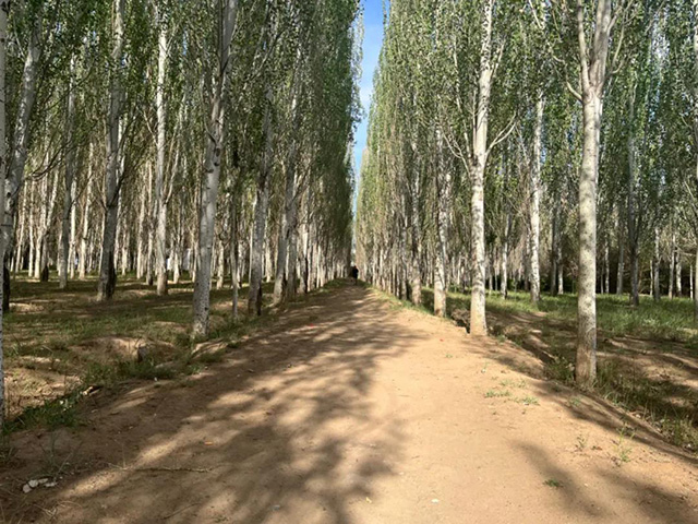 青山區(qū)烏素圖公園步道改造前