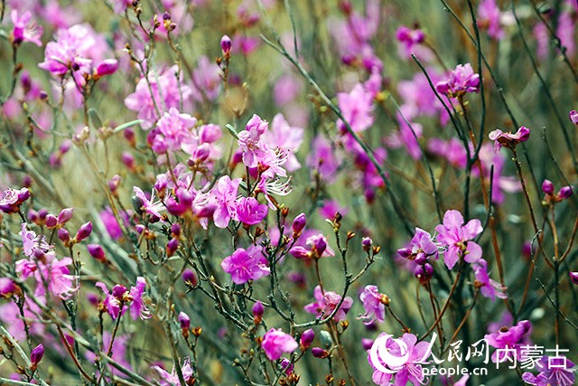 杜鵑花盛放。人民網(wǎng)記者 李睿攝