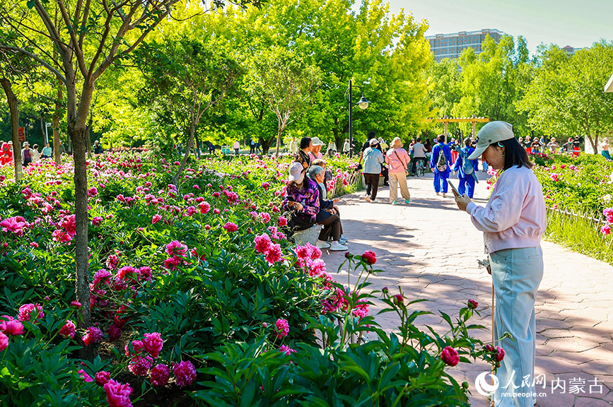 6月3日，游客在呼和浩特市玉泉區(qū)錫林公園芍藥園區(qū)拍照游玩。丁根厚攝