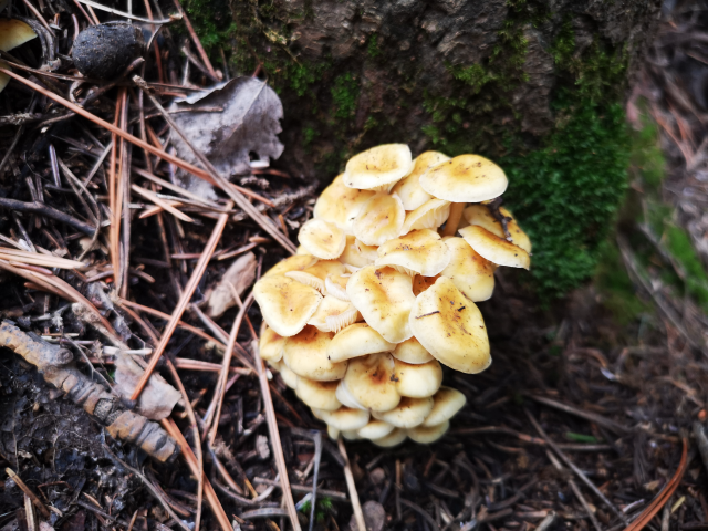 野生冬菇。王筱瑜攝