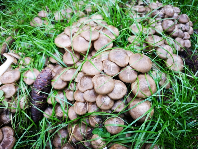 野生荷葉離褶傘。潘有為攝