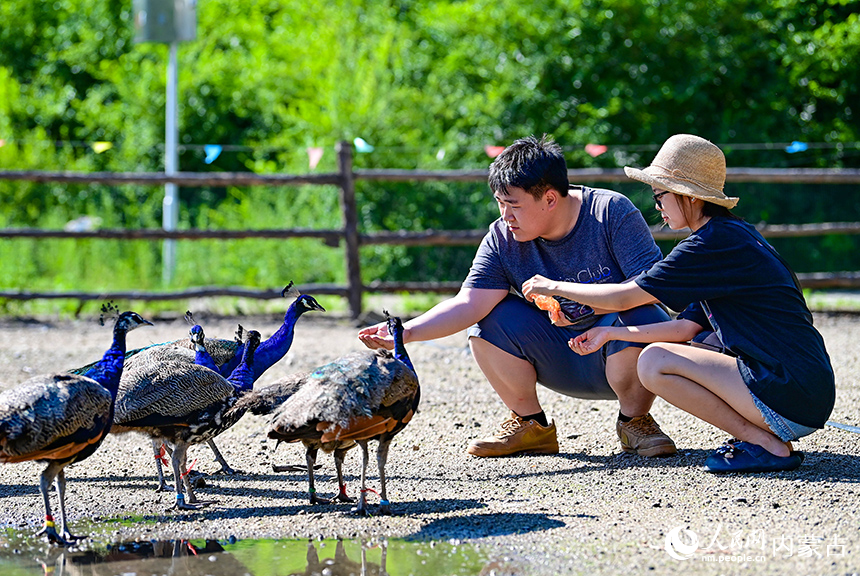 （2）2025年7月6日，游人在洮兒河國家濕地公園給孔雀喂食。