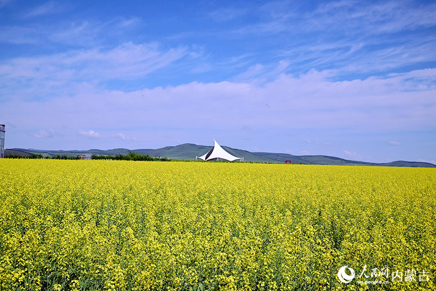 奧洛契莊園油菜花田。實(shí)習(xí)生 張雅新攝
