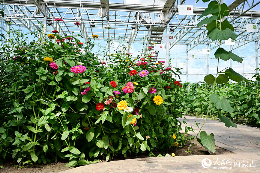 奧洛契莊園摘園內部一角。實習生 張雅新攝