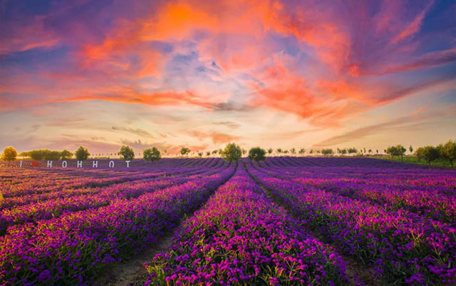 大黑河郊野公園觀光帶再現(xiàn)千畝花海壯麗景觀
