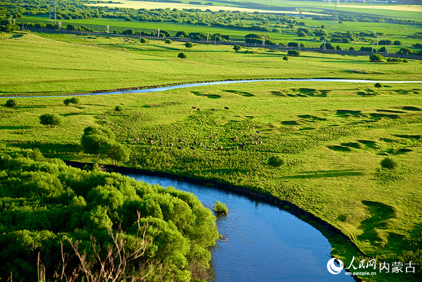 免渡河國家濕地公園牛羊成群。實(shí)習(xí)生 張雅新攝