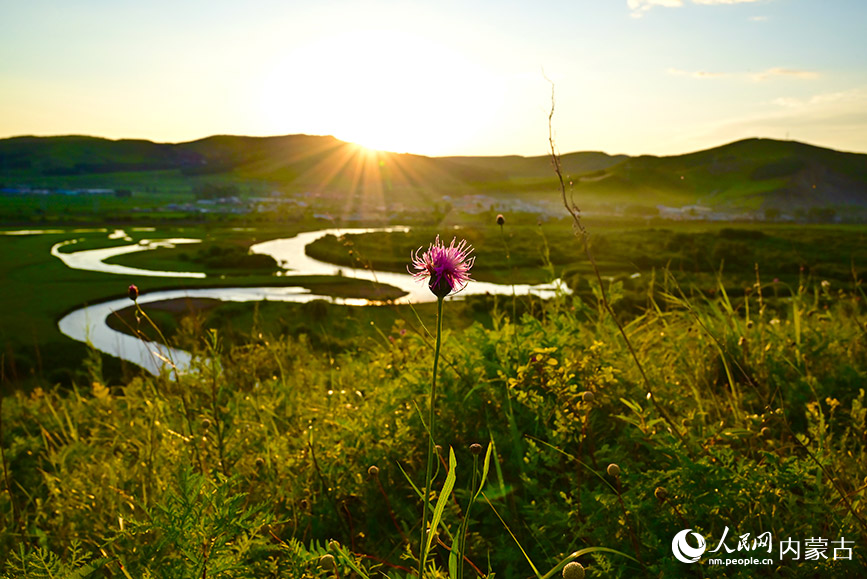 免渡河國(guó)家濕地公園陽(yáng)光照耀在花朵上。實(shí)習(xí)生 張雅新攝