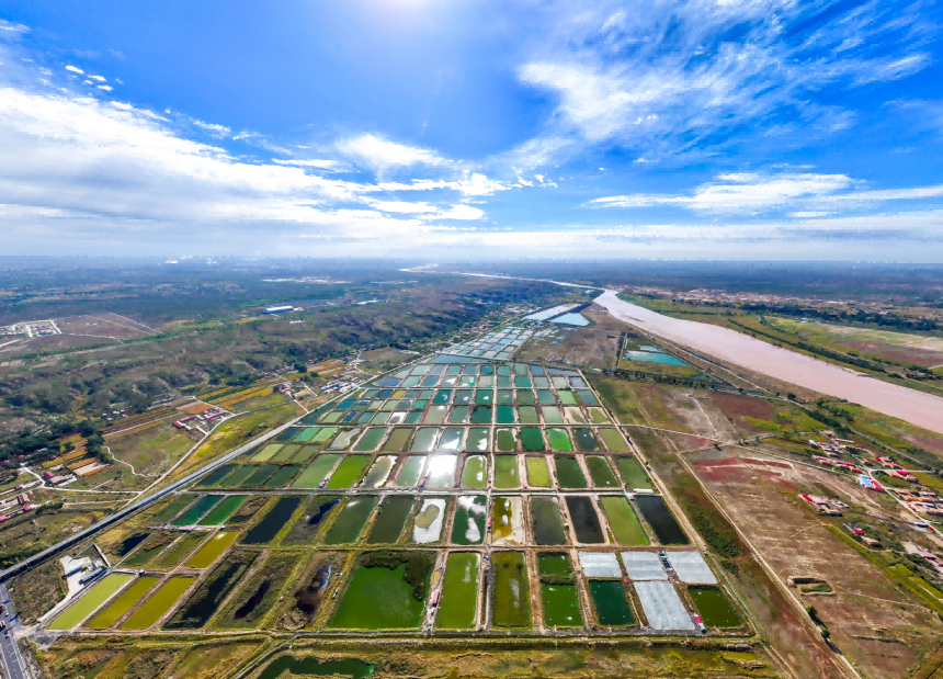 托克托魚塘群如大地調(diào)色盤，分層暈染綠意，綴于黃河沿岸。張瑋攝