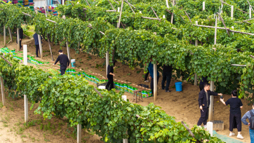 游客在葡萄園采摘畫面，藤蔓間串串“晶瑩”飽含盛夏的豐饒。張瑋攝