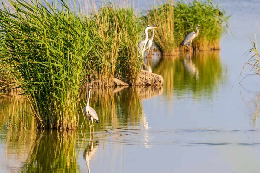 候鳥在托克托縣黃河濕地蘆葦叢佇立覓食。張瑋攝