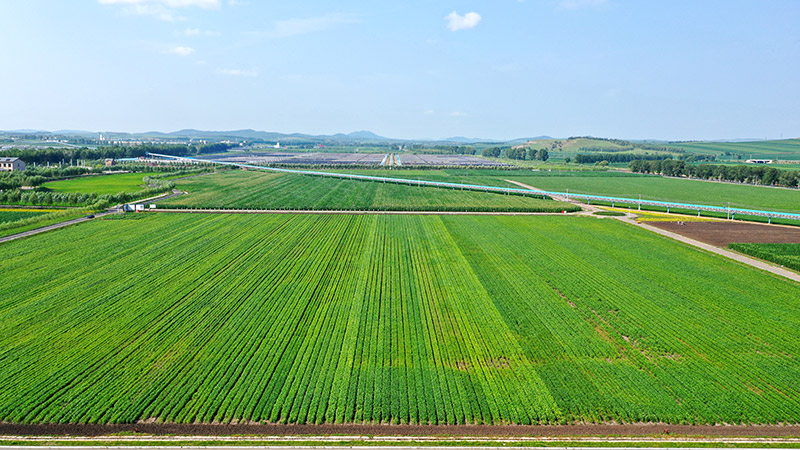 阿榮旗現(xiàn)代農業(yè)科技示范園區(qū)