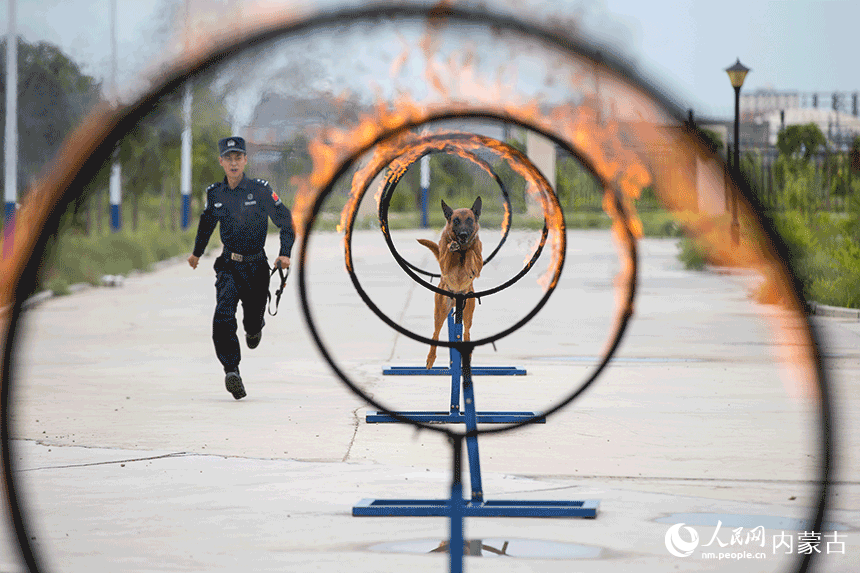 訓(xùn)導(dǎo)員組織警犬進行跳躍火圈訓(xùn)練。郭鵬杰攝