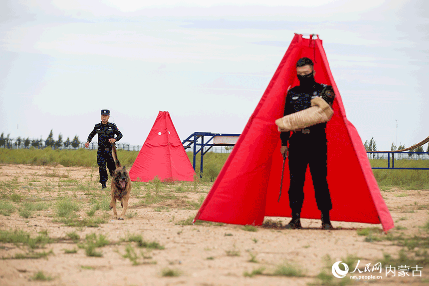 訓(xùn)導(dǎo)員組織警犬進(jìn)行搜捕科目訓(xùn)練。郭鵬杰攝