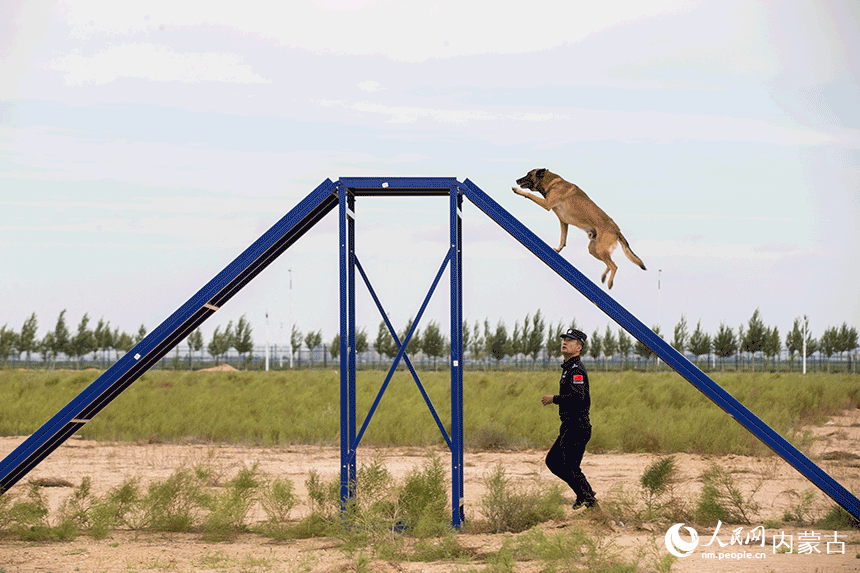 訓(xùn)導(dǎo)員組織警犬進(jìn)行跨越障礙訓(xùn)練。郭鵬杰攝