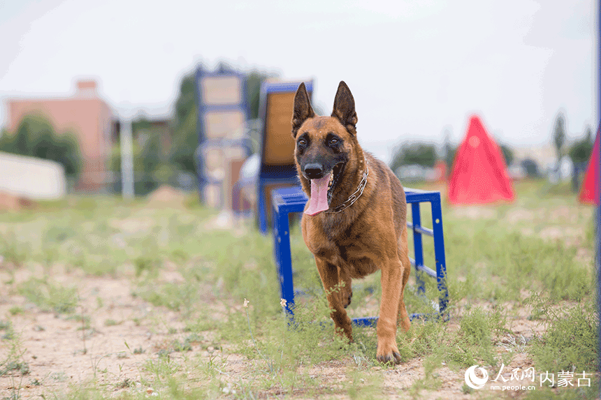 訓(xùn)導(dǎo)員組織警犬進(jìn)行跨越障礙訓(xùn)練。郭鵬杰攝