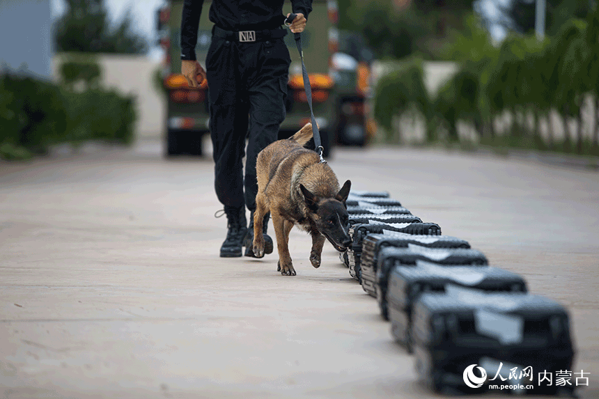 訓(xùn)導(dǎo)員組織警犬進(jìn)行箱包搜毒訓(xùn)練。郭鵬杰攝