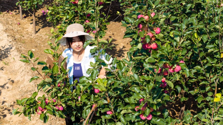 游客在托克托縣老杜營(yíng)村農(nóng)家果園采摘綴滿枝頭的紅果。張瑋攝
