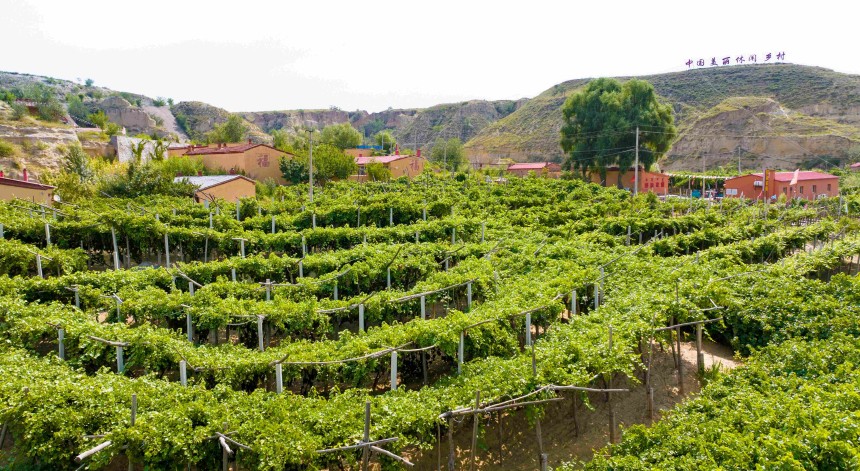 農(nóng)家屋后，葡萄藤架連綿成片，綠蔭如蓋，構成一道道天然的綠色長廊。張瑋攝