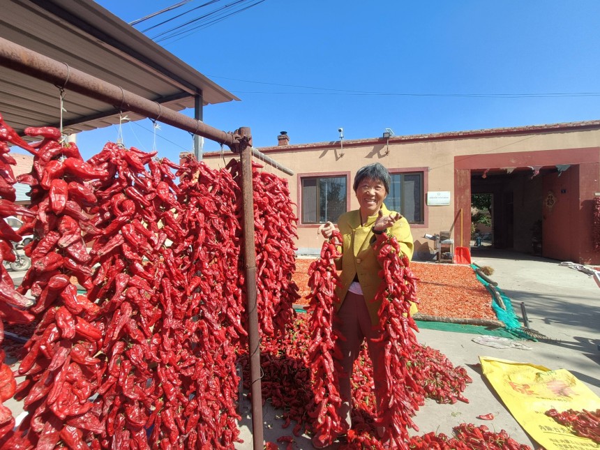 皮條溝村的農(nóng)民正在晾曬托縣紅辣椒。王建宏攝