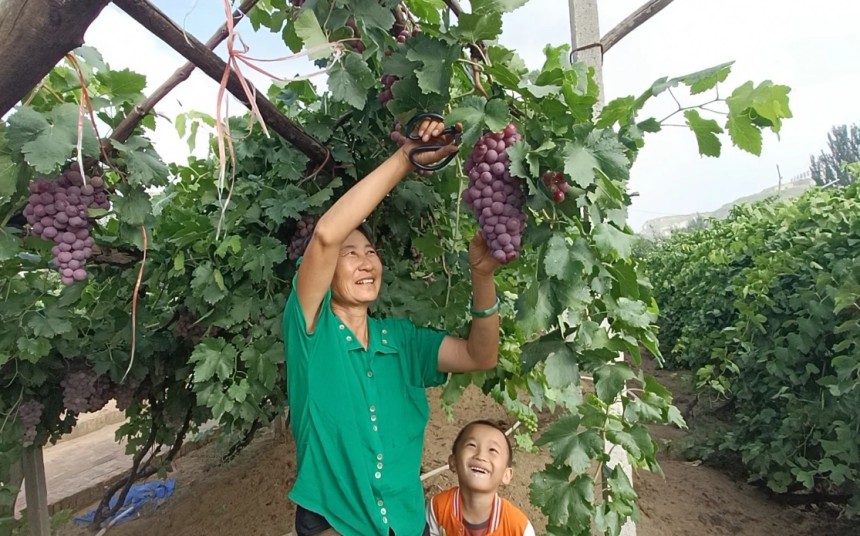 郝家窯村的農(nóng)民正在采摘葡萄，臉上洋溢著豐收的喜悅。王建宏攝