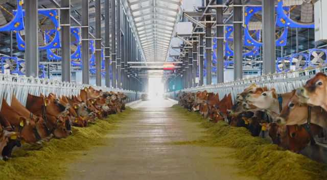 標準化奶牛與肉牛養(yǎng)殖區(qū)