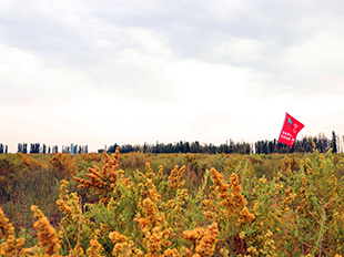 磴口縣防沙治沙綜合示范區(qū)
