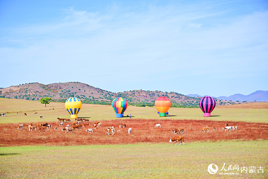 牛羊悠閑地在草地吃草。人民網(wǎng)記者 寇雅楠攝