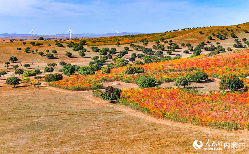 9月27日拍攝的科爾沁右翼中旗五角楓生態(tài)旅游景區(qū)五角楓林景色（無人機照片）。王正攝
