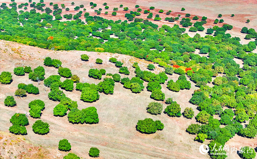 9月27日拍攝的科爾沁右翼中旗五角楓生態(tài)旅游景區(qū)五角楓林景色（無人機照片）。王正攝