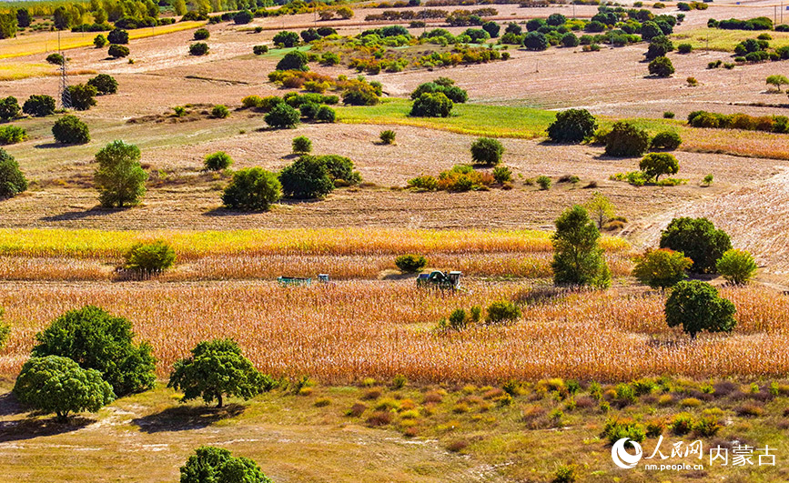 9月27日拍攝的科爾沁右翼中旗五角楓生態(tài)旅游景區(qū)五角楓林景色（無人機(jī)照片）。王正攝
