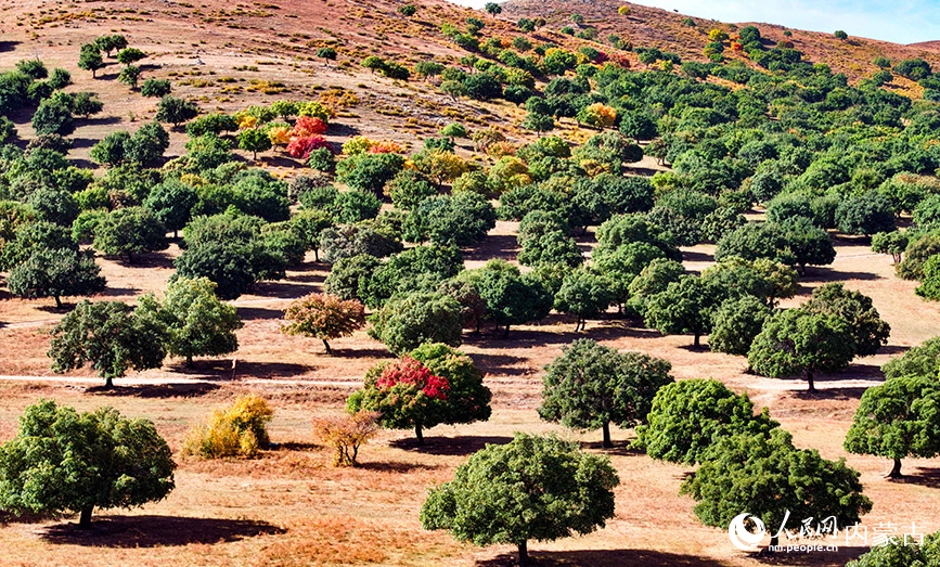 9月27日拍攝的科爾沁右翼中旗五角楓生態(tài)旅游景區(qū)五角楓林景色（無人機照片）。王正攝