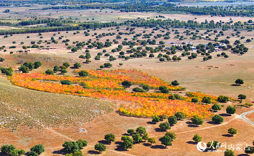 9月27日拍攝的科爾沁右翼中旗五角楓生態(tài)旅游景區(qū)五角楓林景色（無人機照片）。王正攝