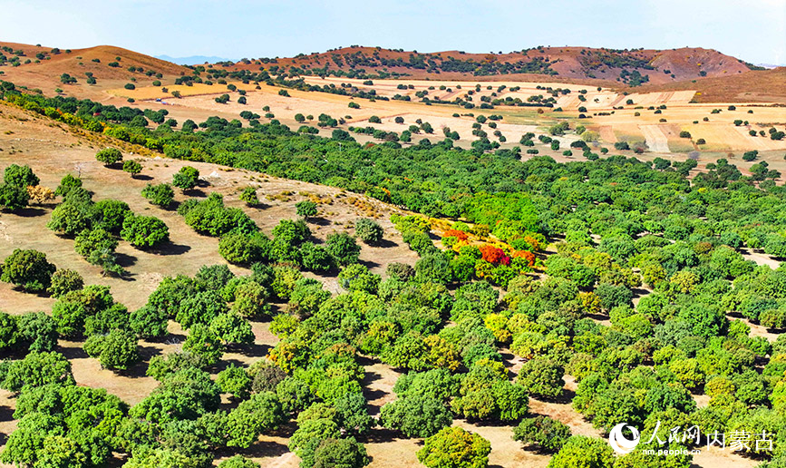 9月27日拍攝的科爾沁右翼中旗五角楓生態(tài)旅游景區(qū)五角楓林景色（無人機(jī)照片）。王正攝