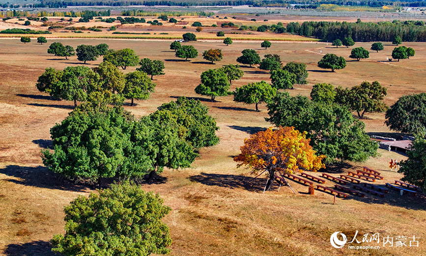 9月27日拍攝的科爾沁右翼中旗五角楓生態(tài)旅游景區(qū)五角楓林景色（無人機(jī)照片）。王正攝