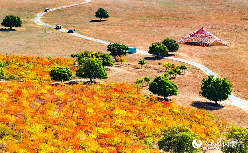 9月27日拍攝的科爾沁右翼中旗五角楓生態(tài)旅游景區(qū)五角楓林景色（無人機(jī)照片）。王正攝