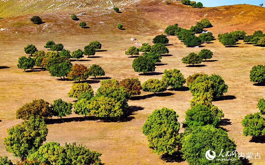 9月27日拍攝的科爾沁右翼中旗五角楓生態(tài)旅游景區(qū)五角楓林景色（無人機照片）。王正攝