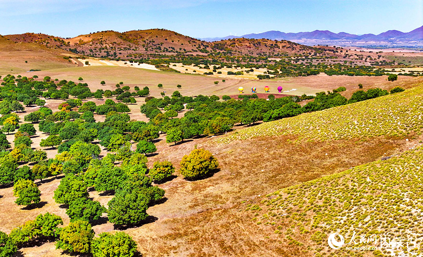9月27日拍攝的科爾沁右翼中旗五角楓生態(tài)旅游景區(qū)五角楓林景色（無人機照片）。王正攝