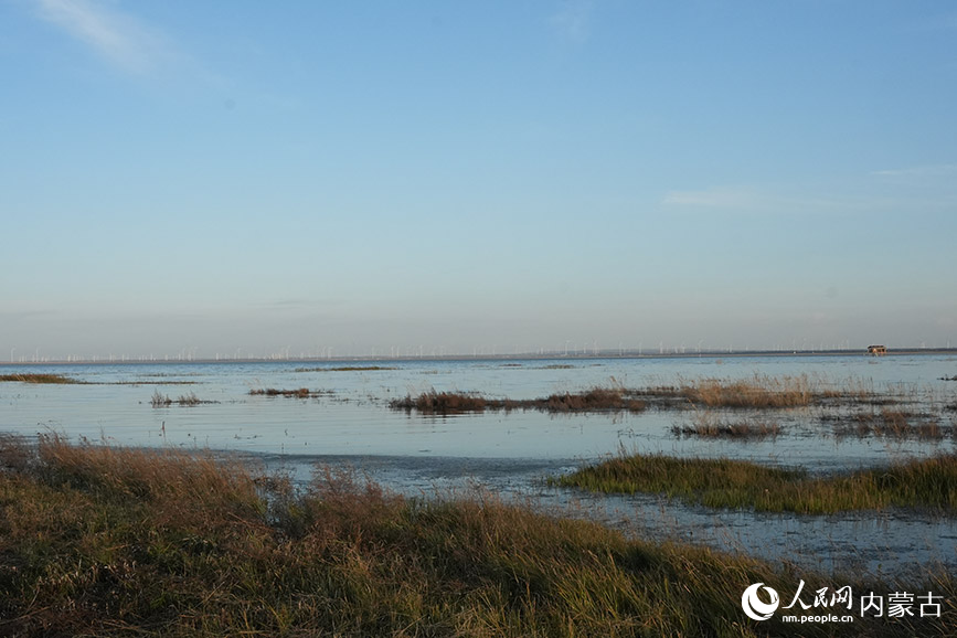 商都察汗淖爾國家濕地公園的秋景。人民網(wǎng)記者 苗陽攝