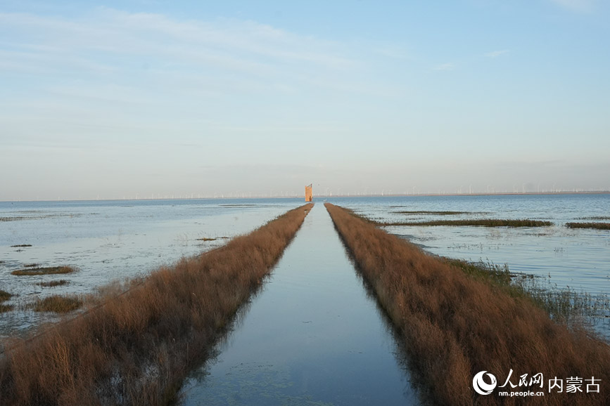 商都察汗淖爾國家濕地公園的秋景。人民網(wǎng)記者 苗陽攝