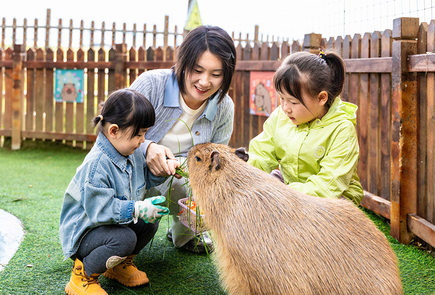 10月4日，呼和浩特市玉泉區(qū)林下郊野萌寵樂園，小朋友給卡皮巴拉喂食。丁根厚攝