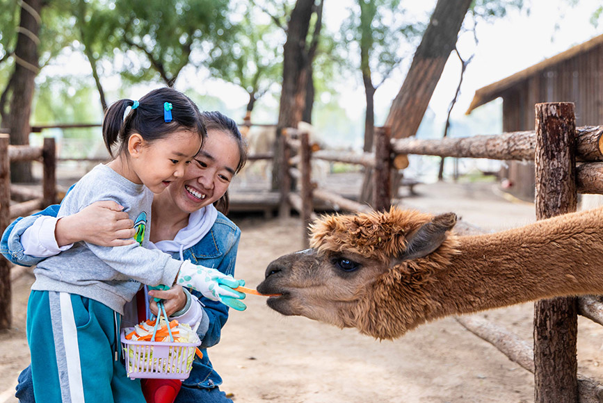 10月4日，呼和浩特市玉泉區(qū)林下郊野萌寵樂園，小朋友給羊駝喂食。丁根厚攝