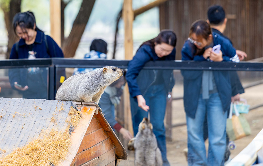 10月4日，呼和浩特市玉泉區(qū)林下郊野萌寵樂園，游客與土撥鼠互動。丁根厚攝