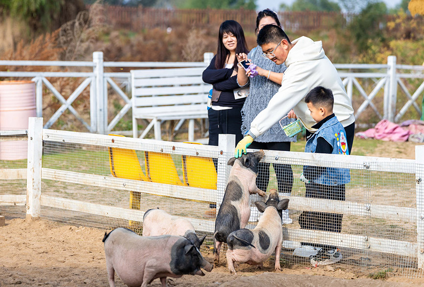 10月4日，呼和浩特市玉泉區(qū)林下郊野萌寵樂園，小朋友與小豬互動(dòng)。丁根厚攝