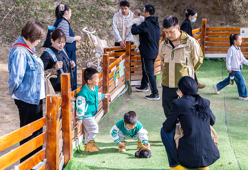 10月4日，呼和浩特市玉泉區(qū)林下郊野萌寵樂園，小朋友與小兔子互動(dòng)。丁根厚攝