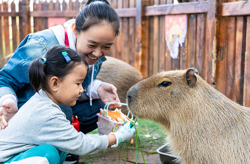 10月4日，呼和浩特市玉泉區(qū)林下郊野萌寵樂園，小朋友給卡皮巴拉喂食。丁根厚攝